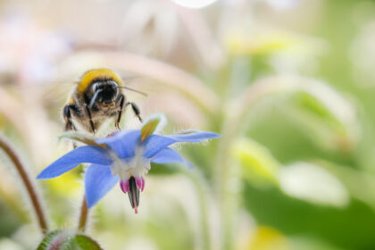 Salvarea albinelor prin florile pe care le plantezi in gradina