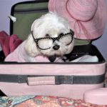 Cute pet in the suitcase ready to travel