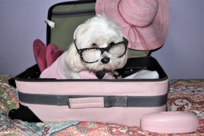 Cute pet in the suitcase ready to travel