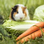 Vegetable diet of a pet guinea pig