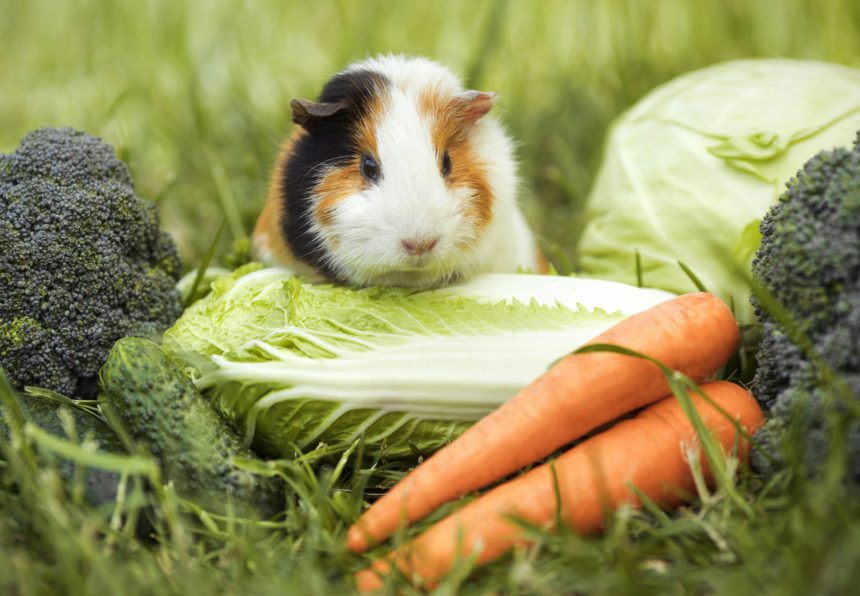 Vegetable diet of a pet guinea pig