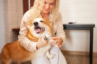 woman cuts dog's claws, brown corgi, cute. Pet care, love. Scissors, clipper, electric trim.