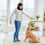 Young girl training golden retriever dog