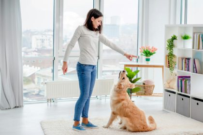 Young girl training golden retriever dog