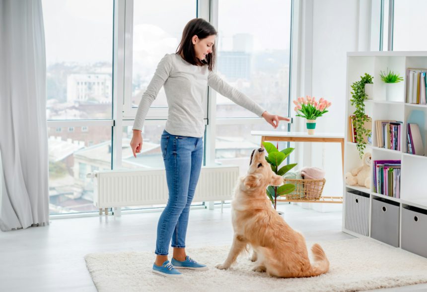 Young girl training golden retriever dog